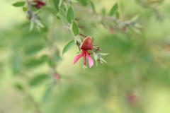 Indigofera mysorensis